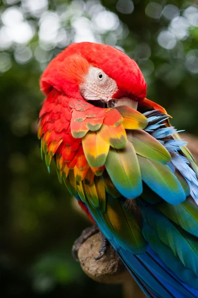 Kolorowa papuga Ara — Zdjęcie stockowe