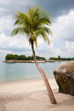 Sea beach with palm on the island of Sentosa in Singapore. clipart