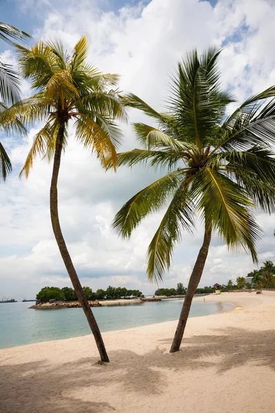 Plage de la mer avec palmiers sur l'île de Sentosa à Singapour . — Photo