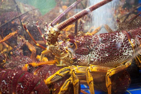 Lagostins marinhos — Fotografia de Stock