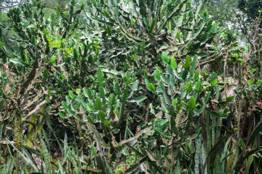 kaktüs çalılar çalılıkları