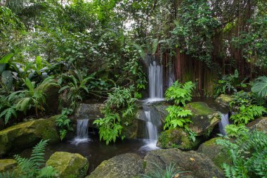 tropik bir ormanda küçük şelaleler