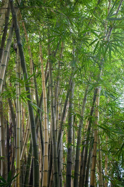 Kreupelhout van bamboe — Stockfoto