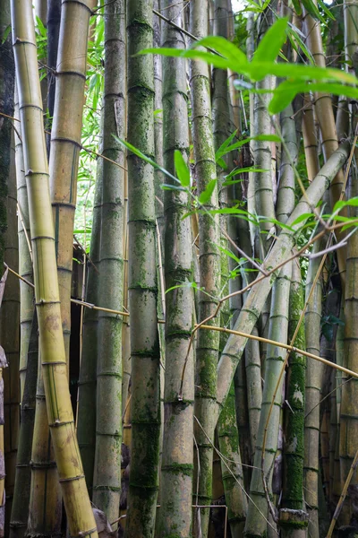 Bambu çalılıkları 