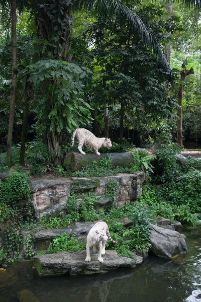 Tigres brancos na floresta tropical — Fotografia de Stock