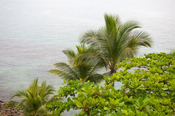 Palmbomen op de achtergrond van de zee — Stockfoto