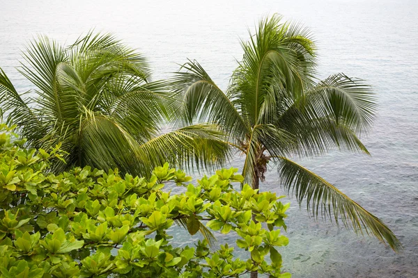 Palmbomen op de achtergrond van de zee — Stockfoto