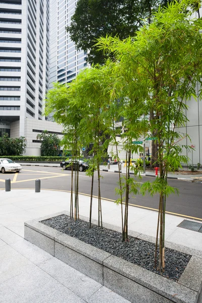 Bamboo on the street in Singapore — Stock Photo, Image