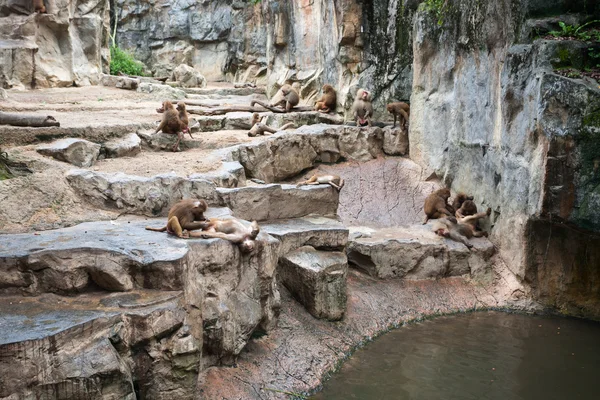 Hamadryas babuínos no Jardim Zoológico de Singapura — Fotografia de Stock