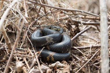 Black Racer Snake or Schrenck's rat snake  clipart