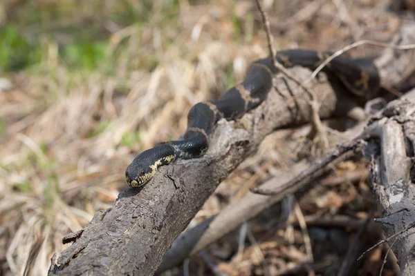 까만 경주 자 뱀 또는 schrenck의 쥐 뱀 — 스톡 사진