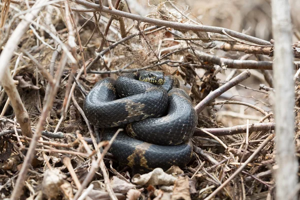 까만 경주 자 뱀 또는 schrenck의 쥐 뱀 — 스톡 사진