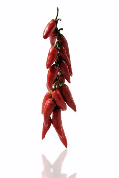 Paprika im Tandem, auf weißem Hintergrund — Stockfoto