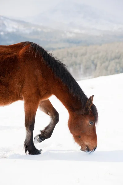 Inhemska hästar — Stockfoto