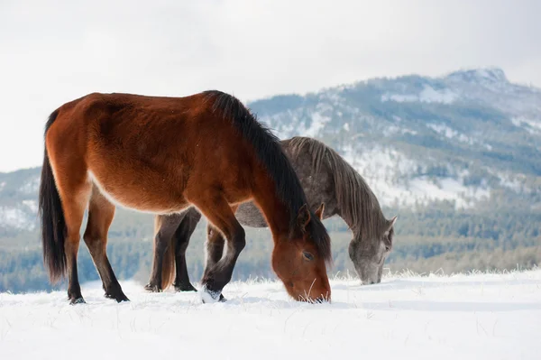 Cavalos domésticos — Fotografia de Stock