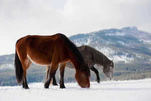 Domestic horses — Stock Photo, Image