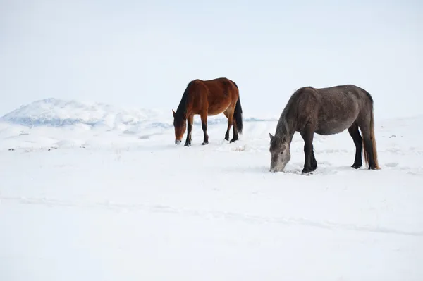 Binnenlandse paarden — Stockfoto