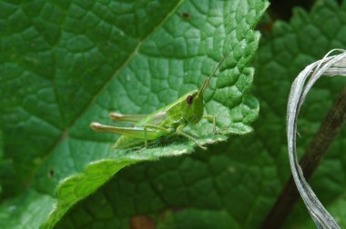 kuşlar ve böcekler