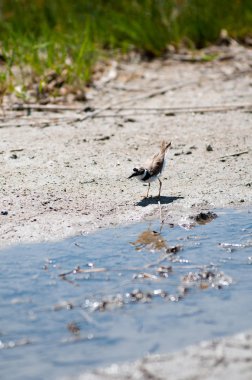 kuşlar ve böcekler
