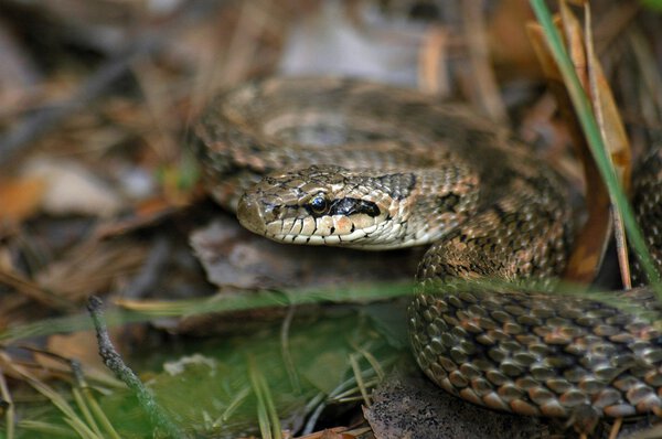 Насекомые и птицы
