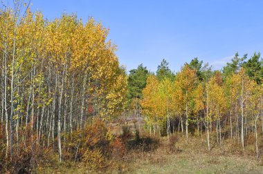 Осень. Каркаралинск. Казахстан. Мостик через ручей.