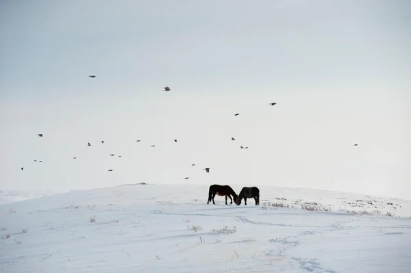 Карпенгаген. Kazakstan. В том числе. Лошади . — стоковое фото