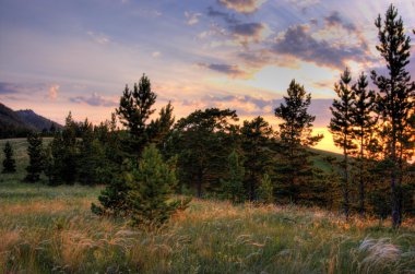 закат солнца над сосновым лесом. Каркаралинск. Казахстан.
