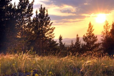 закат солнца над сосновым лесом. Каркаралинск. Казахстан.