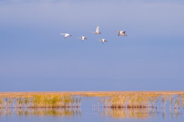 Птицы на озере. Лебеди.