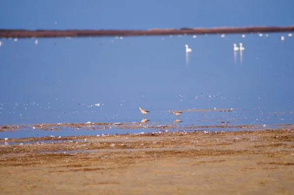 Птицы на озере. Лебеди. — Stock fotografie