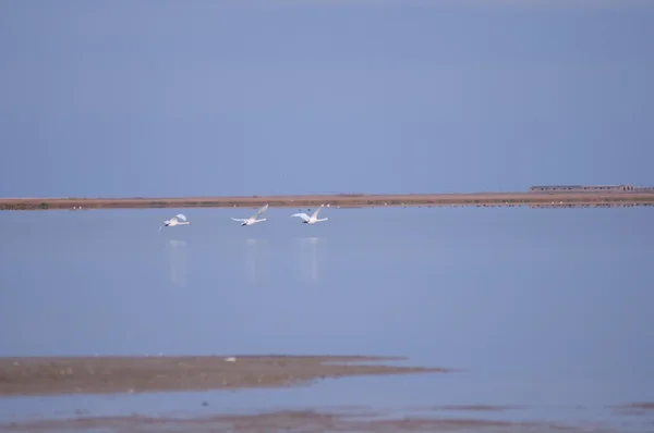 Птицы на озере. Лебеди. — Zdjęcie stockowe