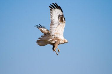 Apaçık ortada ki, bu çok büyük bir şey..