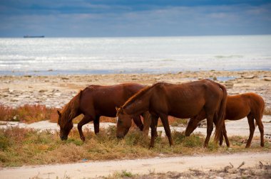Природа Казахстана. Каспийское море.