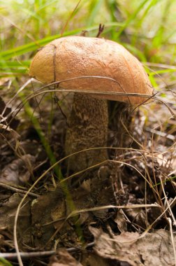 Грибы в лесу.