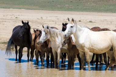 Казахстан. Мангышлак. Верблюды и лошади спасаются от жары.