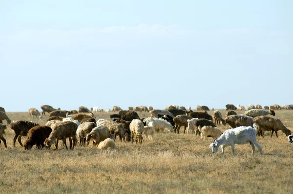 Казахстан. Местный пастух отары овец. — Stock Fotó