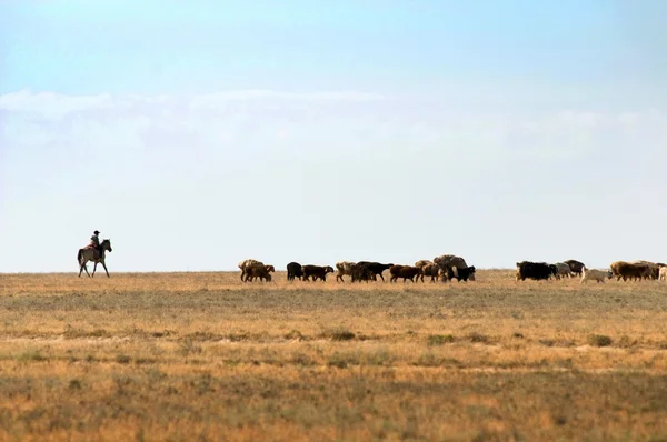 Казахстан. Местный пастух отары овец. — Stockfoto