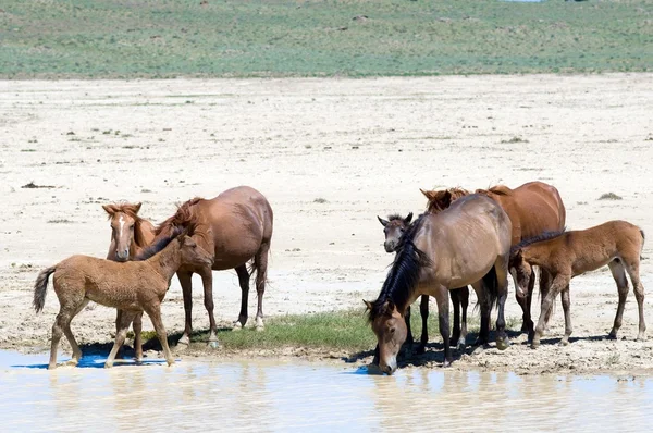 Казахстан. Мангышлак. Верблюды и лошади спасаются от жары. — Stockfoto