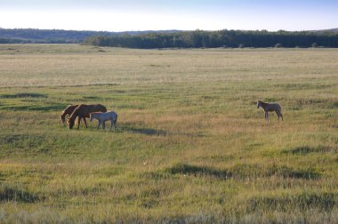 Лошади на пастбище.