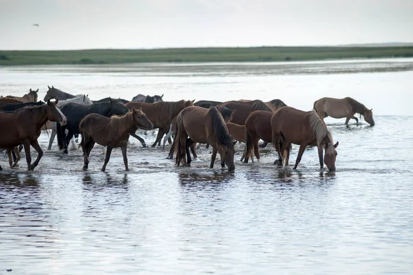 Uma Manada Cavalos Chegou Buraco Rega Está Bebendo Água Lago — Fotografia de Stock
