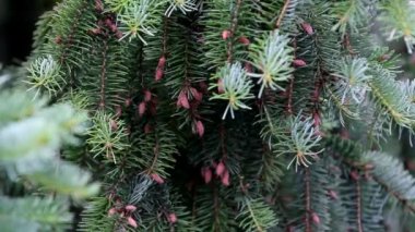 çam ağacı yağmurdan sonra