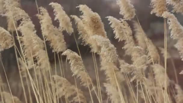 Dry sedge in the wind — Stock Video