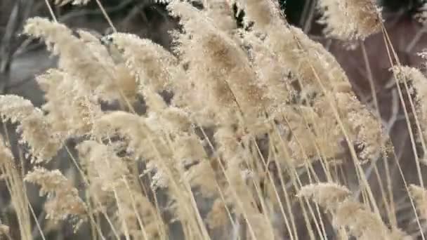 Dry sedge in the wind — Stock Video