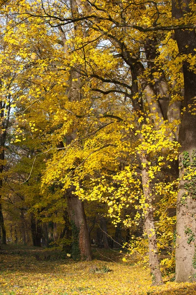 Colorido bosque de otoño — Foto de Stock