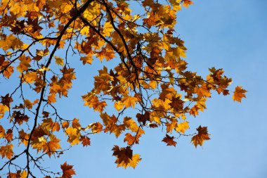 Sonbahar Yaprakları