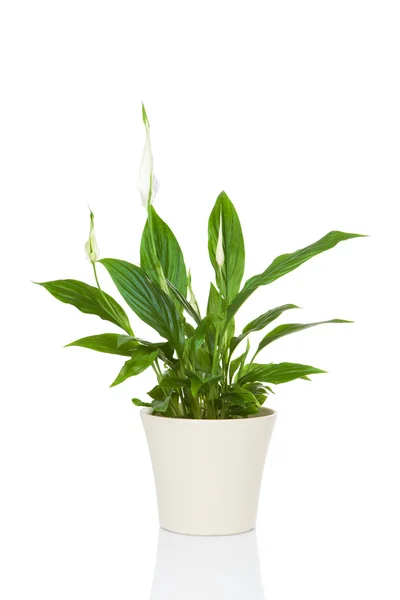 Spathiphyllum flower plant isolated on white — Stock Photo, Image