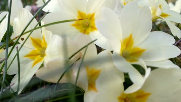 Close-up van primrose bloemen — Stockvideo