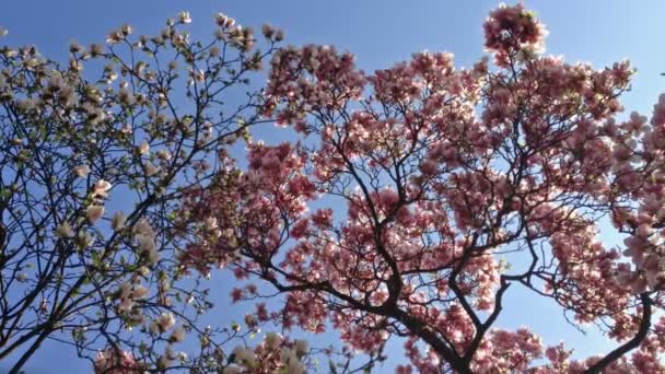 Albero di Magnolia — Video Stock