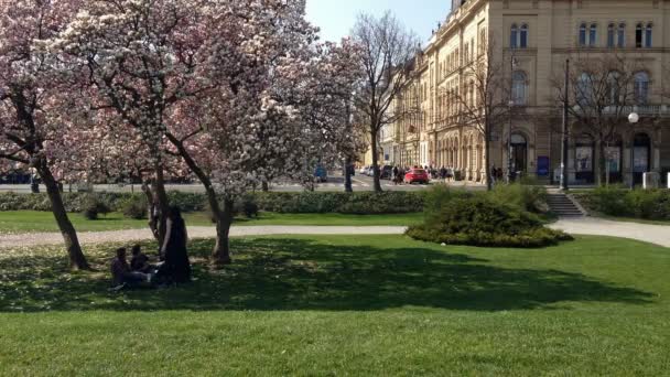 Jóvenes descansando bajo el árbol de magnolia — Vídeos de Stock