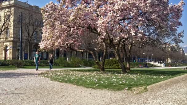 Magnoliaträd i zagreb — Stockvideo